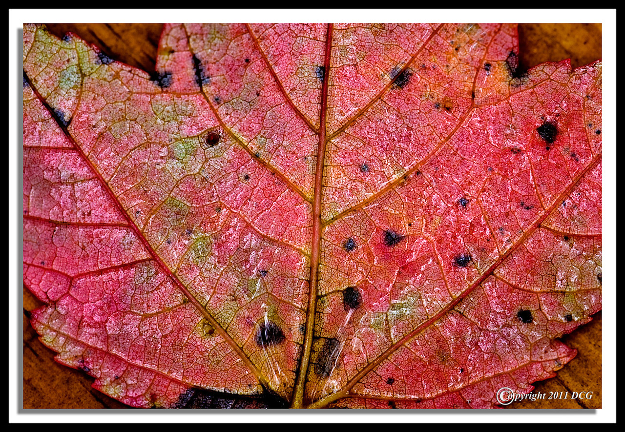 Autumn-Leaf-10-01-03cr-X2.jpg