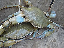 220px-BlueCrab.jpg