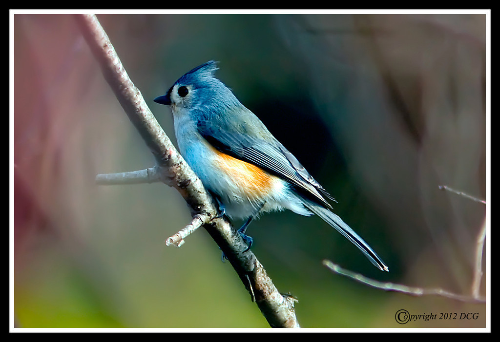 Tufted-Titmouse-01-26-01bcr-XL.jpg