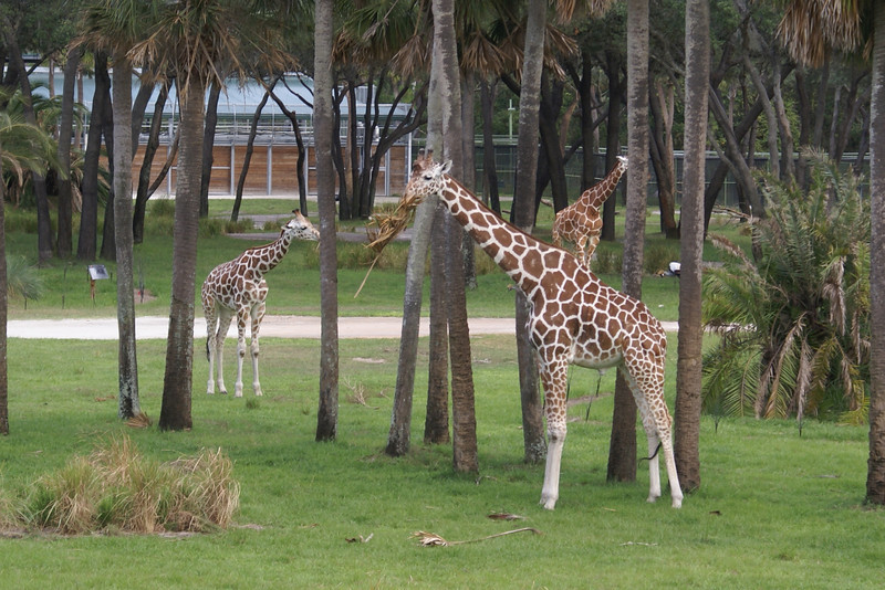 711005905_qHVD5-L.jpg