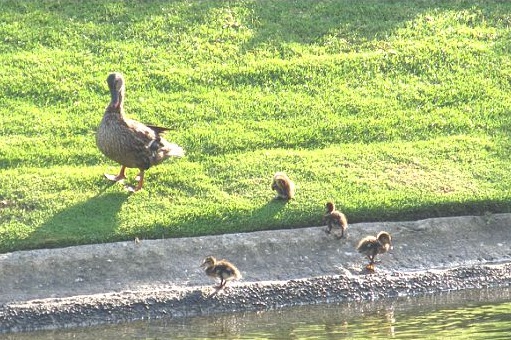 ducks2s.jpg