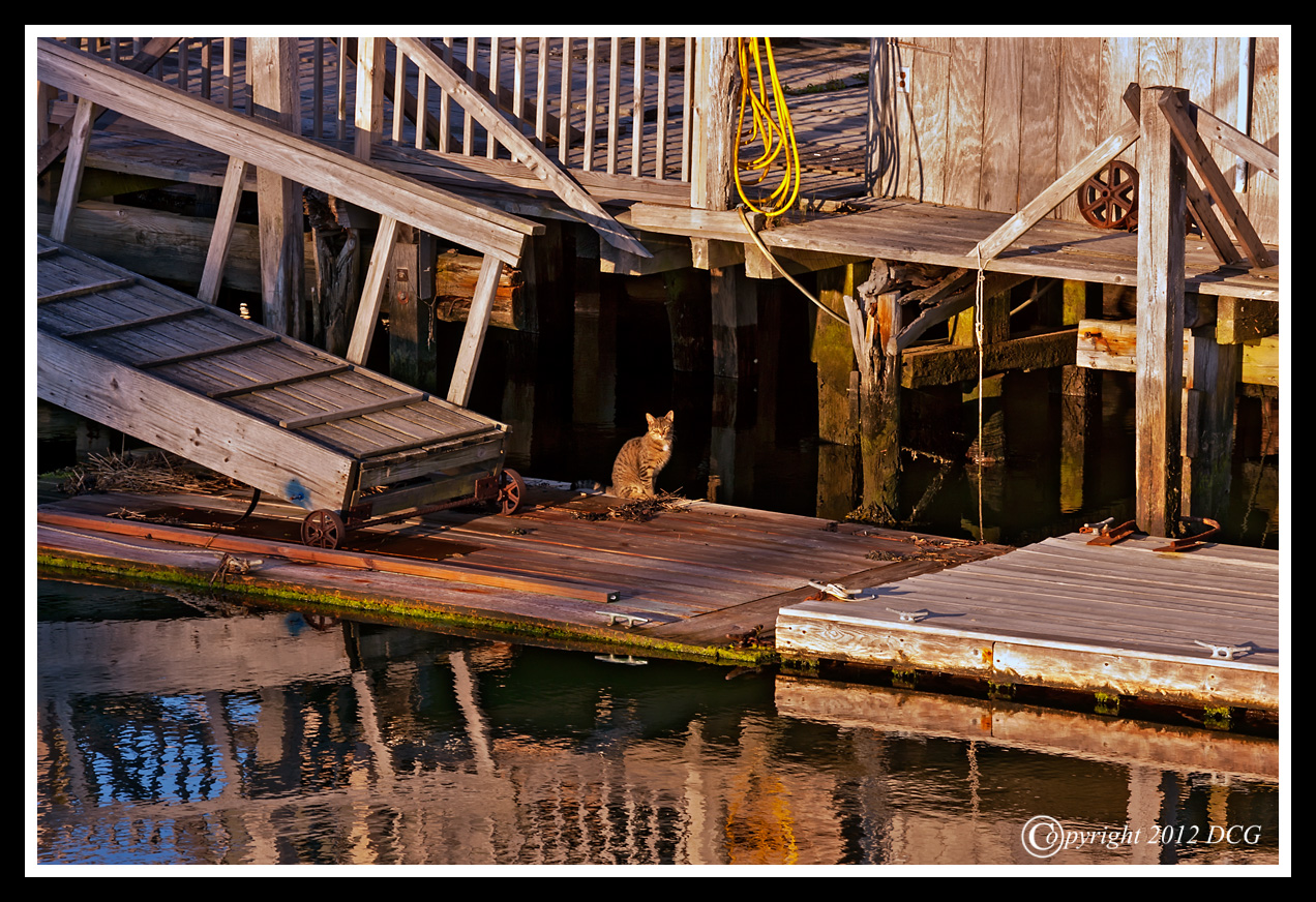 Kitty-07-10-01cr-X2.jpg