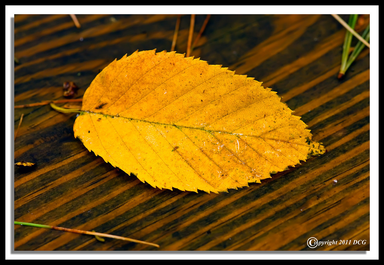 Autumn-Leaf-10-01-08cr-X2.jpg