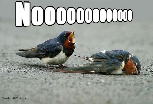 Birds_noooo.jpg