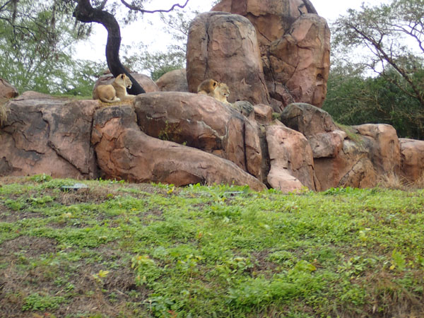 safari1_lions.jpg