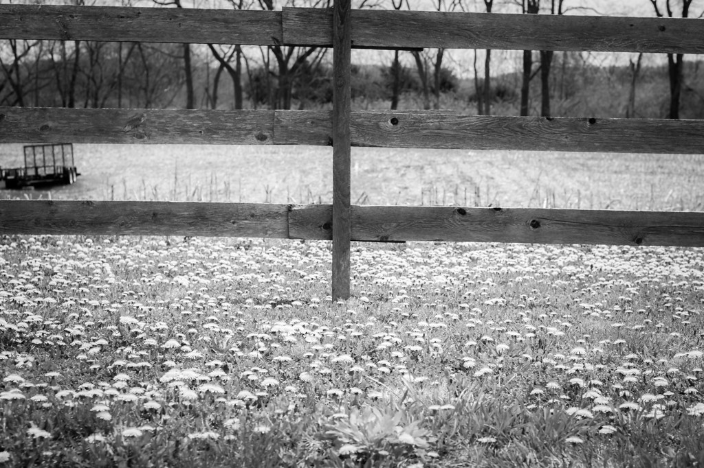DSC02054-XL.jpg