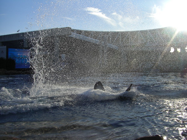 241623131_hNfXq-M.jpg
