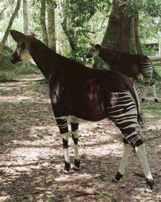 okapi1.jpg