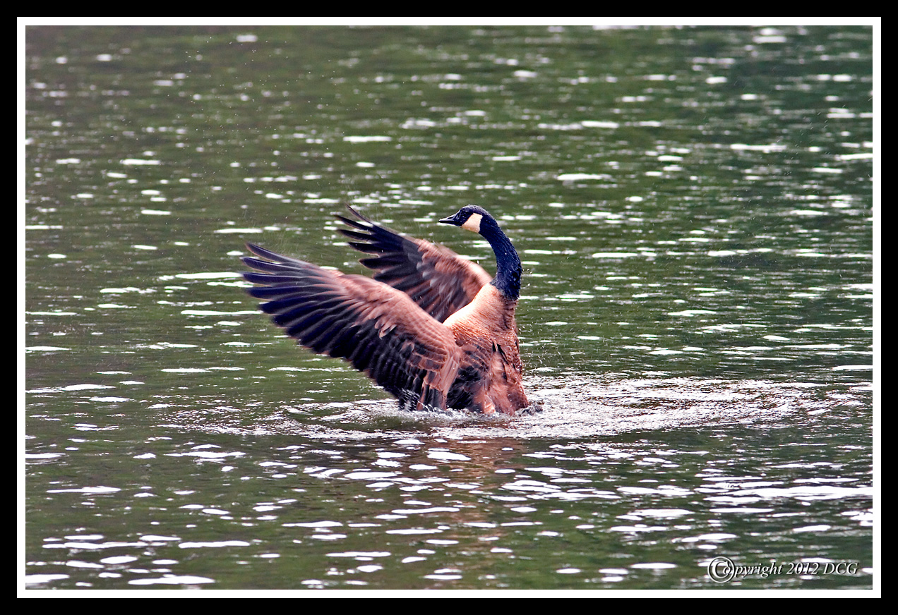Canada-Geese-03-28-07acr-X2.jpg