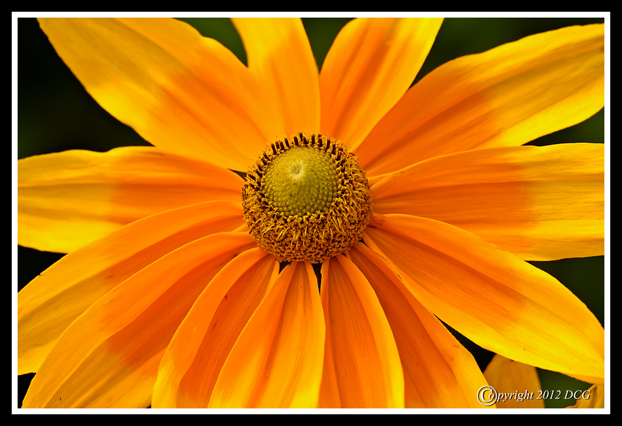 Rudbeckia-hirta-Prairie-Sun-08-X2.jpg