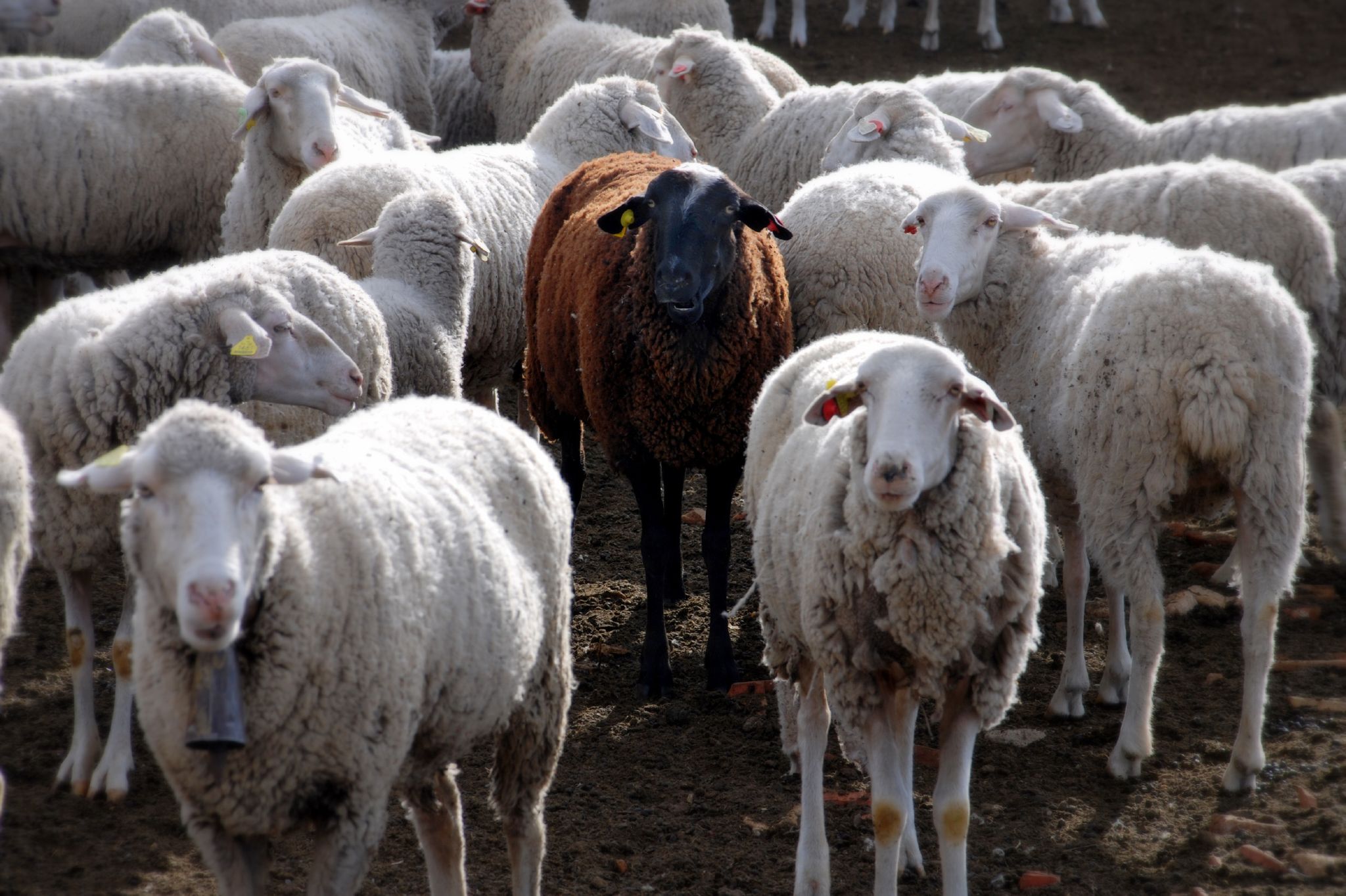 Black_sheep-1.jpg