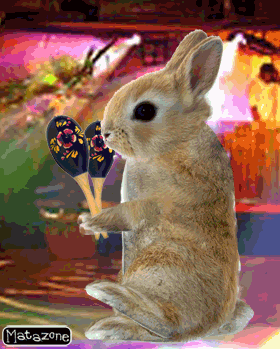 salsa-bunny.gif