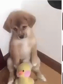 giphy.gif