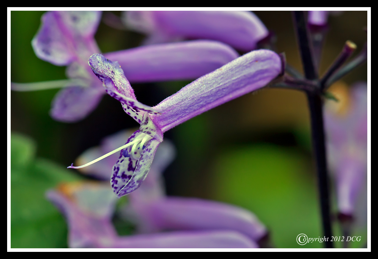 Purple-Spike-06-19-02acr-X2.jpg