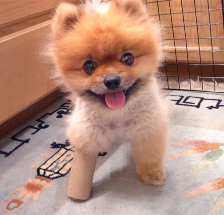 cute-dogs-4904292-450-431.jpg