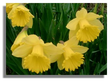 daffs737a.jpg
