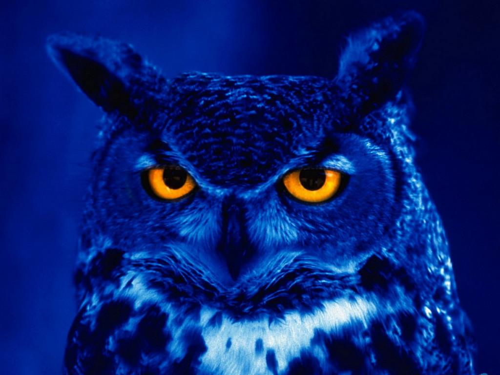night_owl_big.jpg