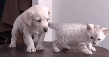 fcfe5df39dec19e325006c82f41b4114.gif