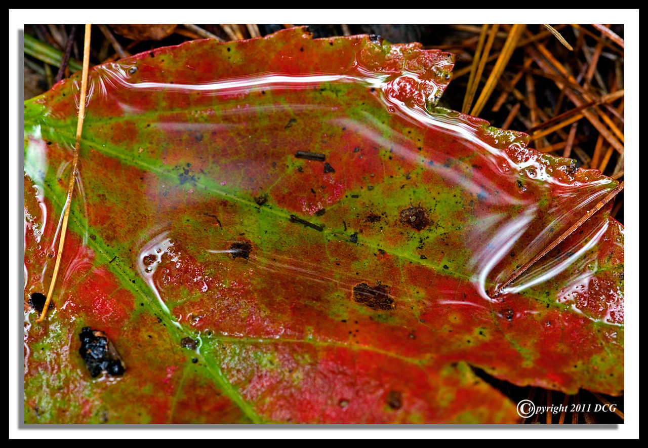 Autumn-Leaf-10-01-15cr-X2.jpg
