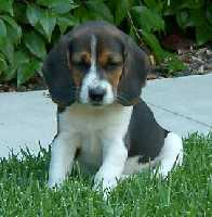 beaglepuppy.jpg