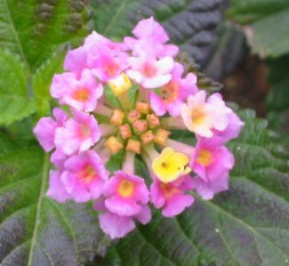 greek_flower4.jpg