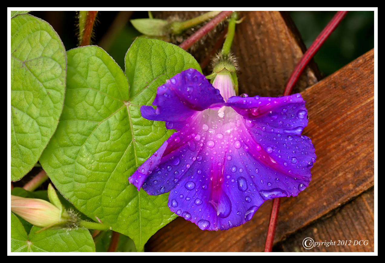 Morning-Glory-06-19-01acr-X2.jpg