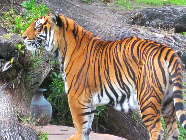 7462587646_c6bf50b084_z.jpg