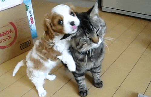 giphy.gif
