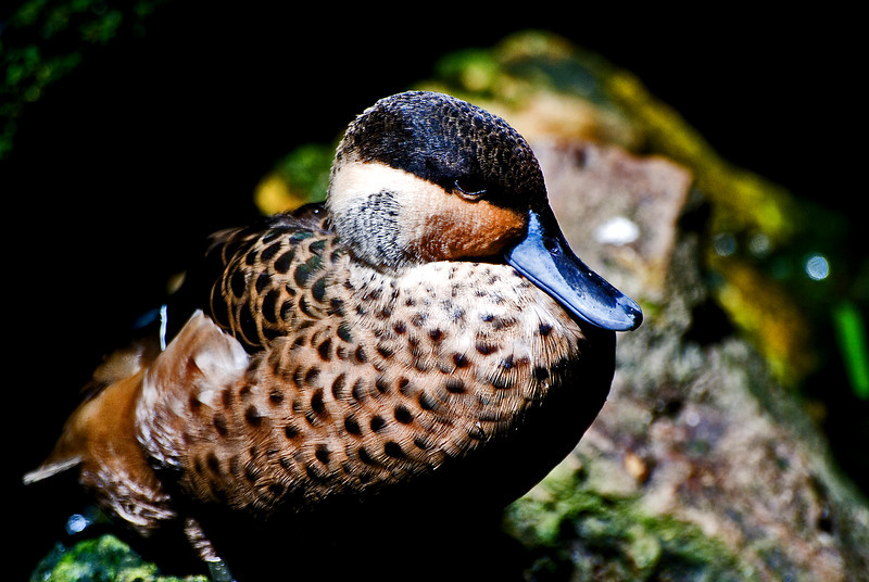 239327692_Svrbp-L-2.jpg
