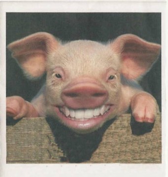 pig%20smile.JPG