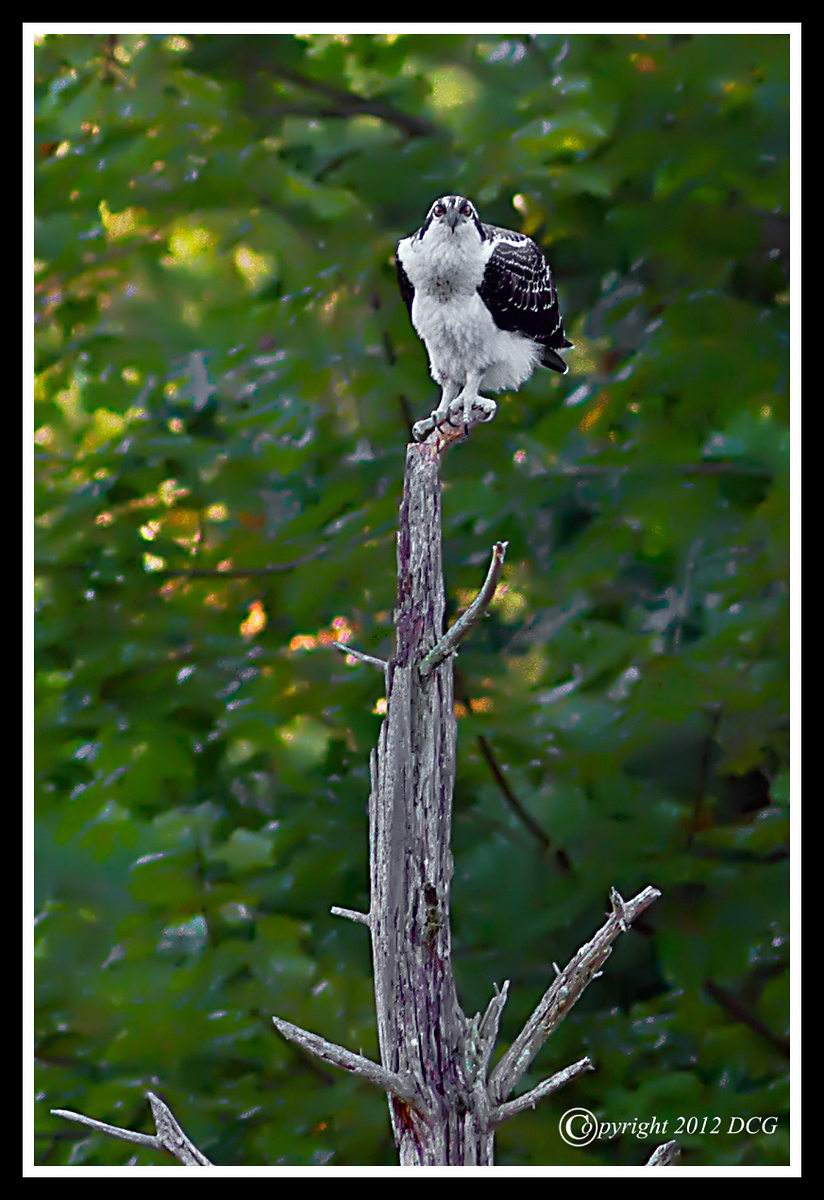 Osprey-09-20-02bcr-X3.jpg