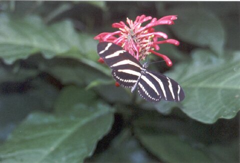 Niagara%20Butterfly%20Conservatory(13).jpg