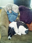 puppies.jpg