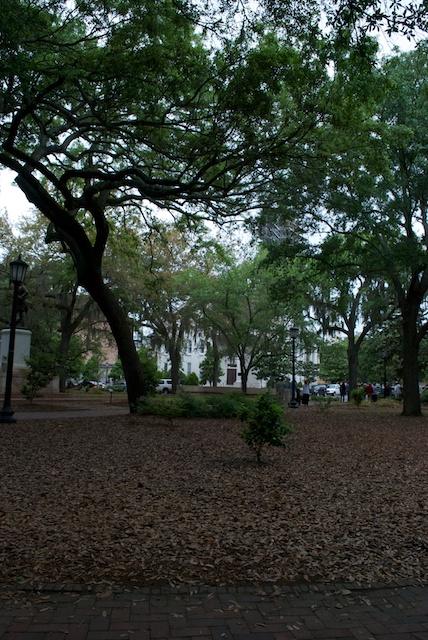 savannah-3.jpg