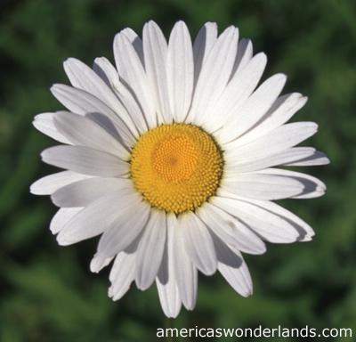 DAISY02cropped.jpg