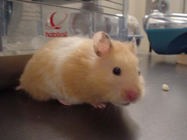 rattums1.jpg