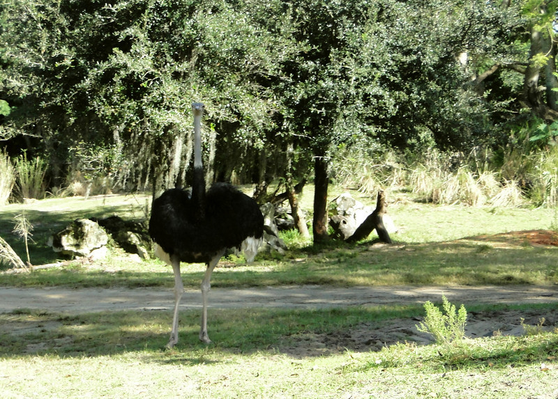 735066786_7yxf7-L.jpg