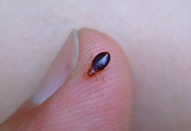 bedbug_on_finger.jpg