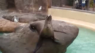 4221.gif