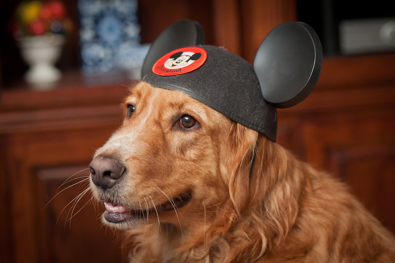 Dis-Dog-4-L.jpg