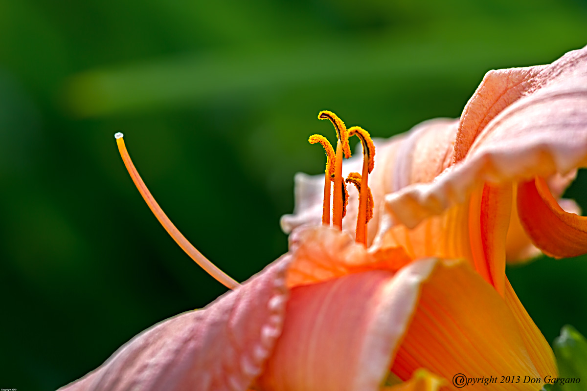 Trumpet%20Lily-07-03-01cr%20-X2.jpg