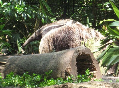 ak_anteater.jpg