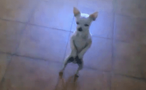 tumblr_lorute7N4c1qiboho.gif