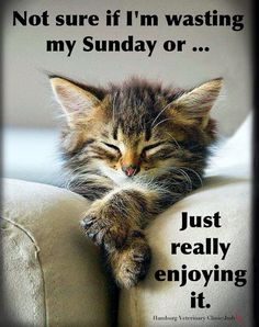 47b52d37ac9c1748b03d81aa483a7d20--baby-kitty-sleepy-kitty.jpg