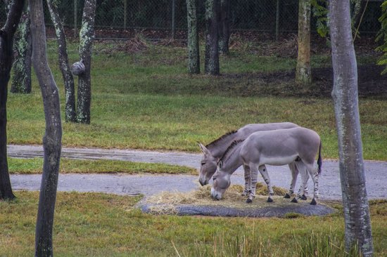 disney-s-animal-kingdom.jpg