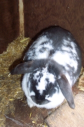 Bunnies_002.jpg
