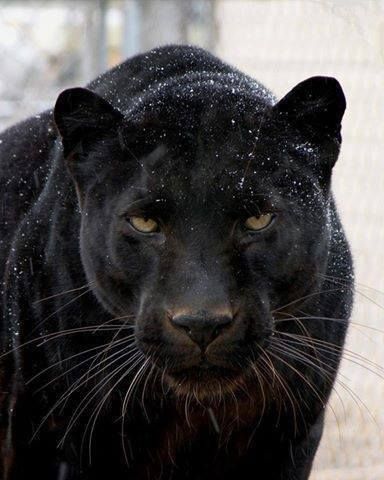 d78c26747679d15db3dfb20e530acdf2--black-beauty-black-cats.jpg
