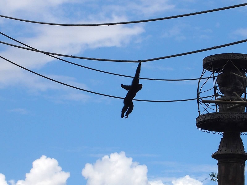 2sunday_hanging_monkey.jpg