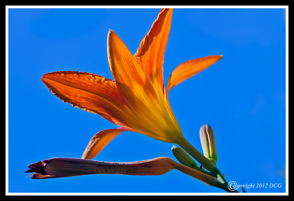 Lily-06-30-04cr-XL.jpg