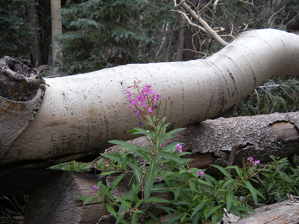DSCN1384-M.jpg